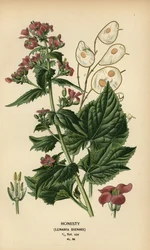 Silberblatt, Lunaria annua