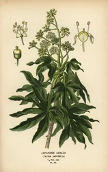 Japanische Aralie oder glänzendblättrige Papierpflanze, Fatsia japonica.
