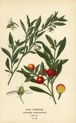 Korallenstrauch, Solanum pseudocapsicum var. diflorum.