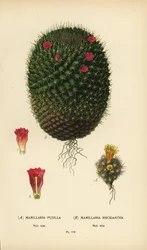 Mammillaria prolifera und Mammillaria rhodantha