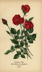 Monatsrose, Rosa chinensis var. semperflorens.