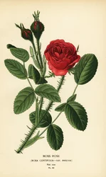 Moosrose, Rosa centifolia var. muscosa