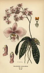 Phalaenopsis schilleriana Orchidee. Chromolithographie nach einer Illustration von B. Herincq aus Edward Step