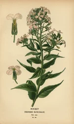 Nachtviole, Hesperis matronalis