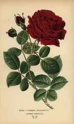 Rose General Jacqueminot, Hybrid-Perpetual