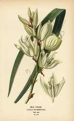 Seidenpflanze, Yucca filamentosa