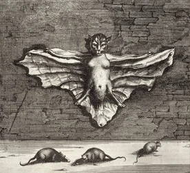 Eine Fledermaus, bekannt als fliegende Katze, aus China Illustrata von Athanasius Kircher (1601-80), 1667