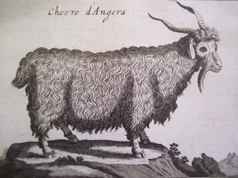 Angoraziege, aus Relation dun Voyage du Levant von Joseph Pitton de Tournefort, Amsterdam, 1718
