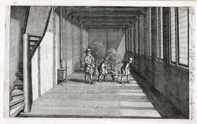 Bäume für den Sommer in den Garten bringen, aus De Nederlandze Hesperides von Jan Commelin, veröffentlicht 1676