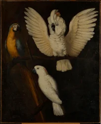 Papageien, ca. 1670