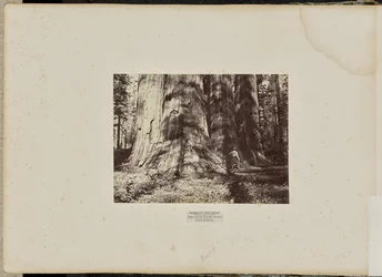 Mammutbaumhain, Calaveras County, Kalifornien. Die Salem Hexengruppe. Durchschnittlich 300 Fuß hoch, 65 Fuß im Umfang