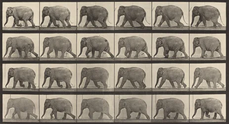 Tafel Nummer 733. Elefant im Gehen, 1887