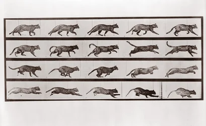 Katze trabt und galoppiert, Tafel 717 aus Animal Locomotion, 1887