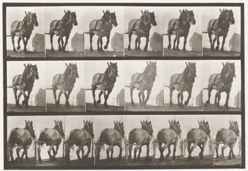 Tafel 566. Ziehen; Dunkelgraues belgisches Pferd Dusel, 1885
