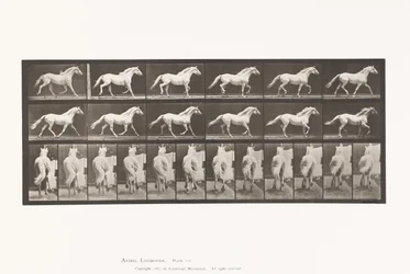 Tafel 596. Trabend; Frei; Hellgraues Pferd Eagle