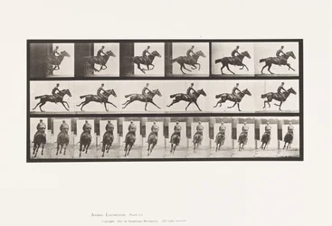 Tafel 633. Galopp; Sattel; Vollblut-Braunes Pferd Bouquet