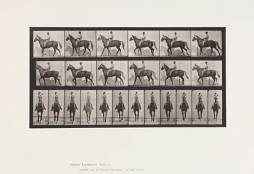 Tafel 654. Gehend; Sattel; Lahm, rechter Vorderfuß; Pferd-Buckskin