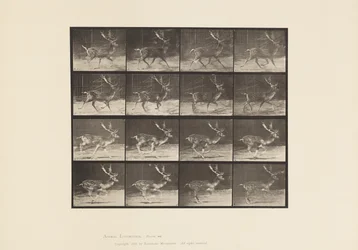 Platte 682. Damhirsch; Bock; A, Traben; B, Galoppieren