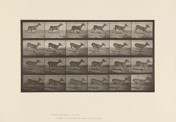 Platte 683. Virginia-Hirsch; (Ohne Geweih); Bock; Galoppieren