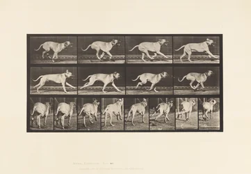 Tafel 707. Hund; Galoppierend; Mastiff