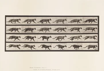 Tafel 718. Katze; Traben; Wechsel zum Galoppieren