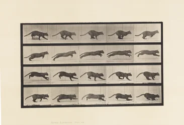 Tafel 719. Katze; Galoppierend