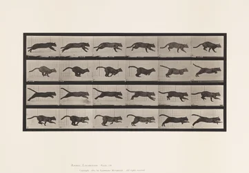 Tafel 720. Katze; Galoppierend