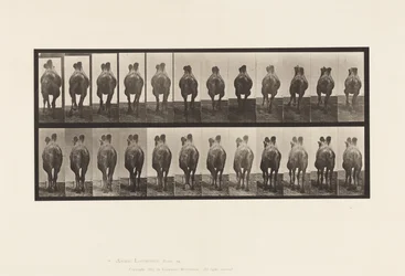 Tafel 741. Baktrisches Kamel; A, Laufend; B, Passgang
