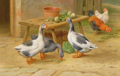 Gänse und Geflügel beim Füttern