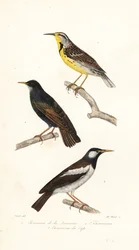 Östliche Wiesenlerche, Star und Pied-Myna