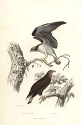 Fischadler und Seeadler