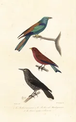 Roller und Tannenhäher