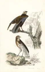 Rohrweihe und Schlangenadler