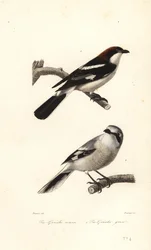 Rotkopfwürger und Raubwürger