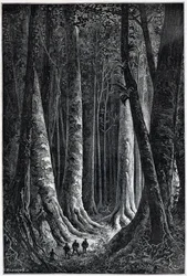 Wald von Französisch-Guayana, Zeichnung von Riou, „Le Tour du Monde“, 2. Halbjahr 1879