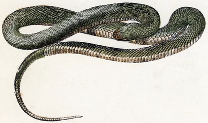 Naja (Schlange) - „Alphabet illustriert Tiere“ 19. Jahrhundert