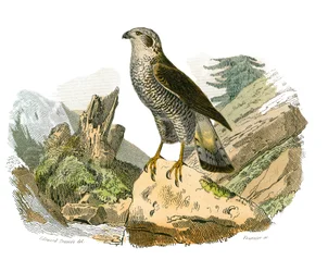 Zoologische Tafel, die nachtaktive Greifvögel darstellt. Die Eule. Tafel aus den neun Bänden über Vögel in 