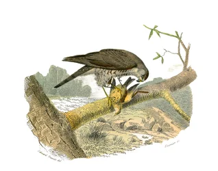 Naturgeschichtstafel: Zoologische Tafel, die nachtaktive Raubvögel darstellt. Der Falke. Tafel aus den neun Bänden über Vögel in „Gesammelte Werke von Buffon“ geschrieben von dem Naturforscher Georges Louis Leclerc, Graf von Buffon (1707-1788) zwischen 17