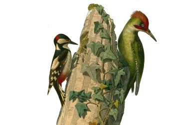 Naturgeschichtstafel: Zoologische Tafel, die Kletterer darstellt. Der Specht und der Grünspecht haben einen roten Kopf (Grünspecht). Tafel aus den neun Bänden über Vögel in „Gesammelte Werke von Buffon“ geschrieben von dem Naturforscher Georges Louis Lec