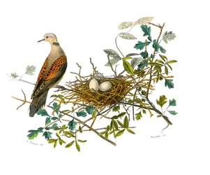Naturgeschichtstafel: Zoologische Tafel, die Hühnervögel darstellt: die Taube in der Nähe ihres Nestes. Tafel aus den neun Bänden über Vögel in „Gesammelte Werke von Buffon“ von Naturforscher Georges Louis Leclerc, Graf von Buffon (1707-1788) zwischen 1749