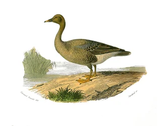 Zoologische Tafel: Lamellenschnabelvögel. Wildgans. Tafel aus den neun Bänden über Vögel in „Gesammelte Werke von Buffon“ von Georges Louis Leclerc, Graf von Buffon (1707-1788)
