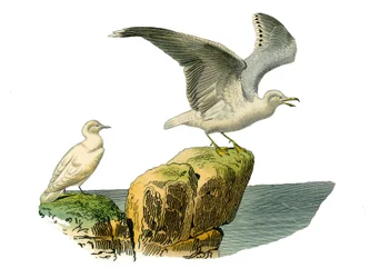 Naturgeschichtstafel: Zoologische Tafel, die Totipalmen (Unterwasserfischen) darstellt. Die weiße Möwe und die Möwe haben ein graues Gefieder. Tafel aus den neun Bänden über Vögel in „Gesammelte Werke von Buffon“ geschrieben von dem Naturforscher Georges