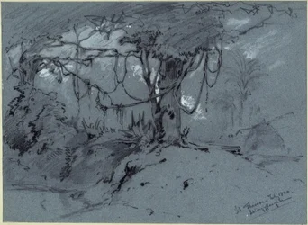 Baum mit Schlingpflanzen