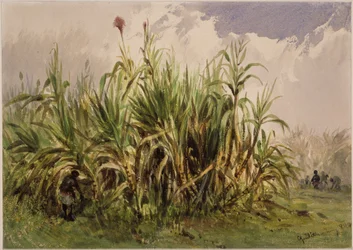 Zuckerrohrplantage