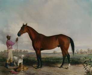 Enquirer, Braunes Pferd