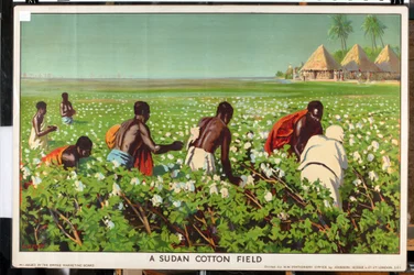 Ein Baumwollfeld im Sudan, aus der Serie 