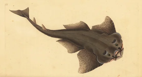 Engelhai, Squatina squatina. Kritisch gefährdet. Handkolorierte Kupferstichzeichnung und -gravur von Edward Donovan aus seiner „Natural History of British Fishes“