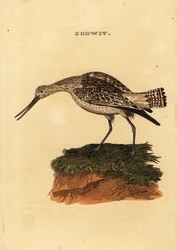 Pfuhlschnepfe, Limosa lapponica