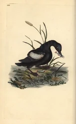 Gryllteiste, Cepphus grylle, mit Fisch im Schnabel. Handkolorierter Kupferstich von Edward Donovan aus seiner eigenen „Natural History of British Birds“, London