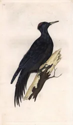 Schwarzspecht, Dryocopus martius (Picus martius). Von Edward Donovan (1768-1837) gestochen, veröffentlicht in Histoire naturelle des oiseaux britanniques, London